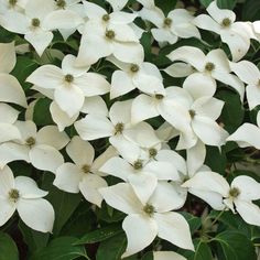 white dogwood flowers with green leaves in the foreground