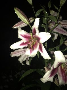 some white and pink flowers with water droplets on their petals, in the dark night