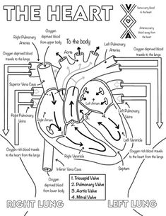 diagram of the human heart with labels and instructions on how to use it for medical purposes