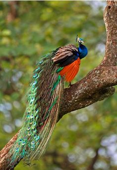 a colorful peacock sitting on top of a tree branch with its feathers spread out and it's tail hanging down