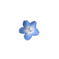 a blue flower with white stamens on it's petals is floating in the air