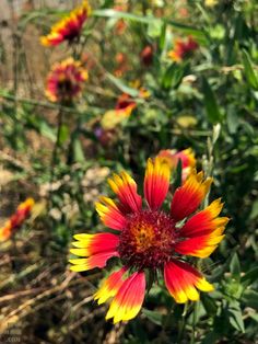 a red and yellow flower is in the middle of some green grass with other flowers behind it