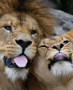 Lion Couple, Queen Goddess, Lion Photography, Lion Love, Lion And Lioness, Lion Images, Lion Pictures, Birthday Queen, Animal Planet