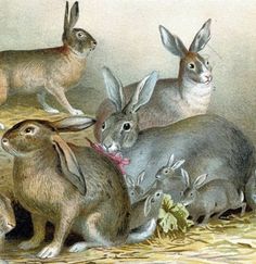 a group of rabbits standing next to each other