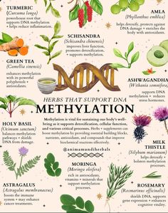 Herbal Materia Medica, Herbal Business, Dna Methylation, Herb Life, Dna Molecule