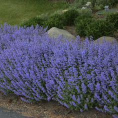 purple flowers are growing along the side of a road