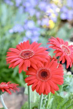 three red flowers in a garden with purple and blue flowers behind them on the other side