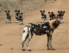 a herd of wild dogs walking across a dirt road