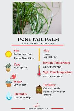 7 Tips on How to Care for Your Ponytail Palm (Infographic) Caladium Care, Garden Notes, Indoor Oasis