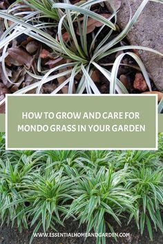 How To Grow And Care For Mondo Grass In Your Garden Paver Designs