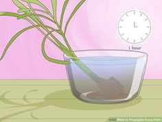 a plant in a glass bowl with water and an hour on the wall behind it