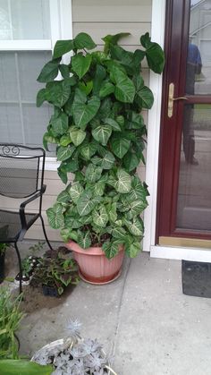 a large potted plant sitting on the side of a house