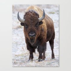 a bison with large horns standing in the grass