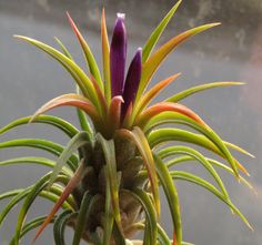 an air plant with purple and yellow flowers