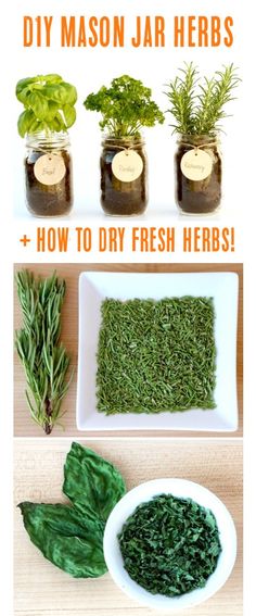 mason jar herbs and how to dry fresh herbs