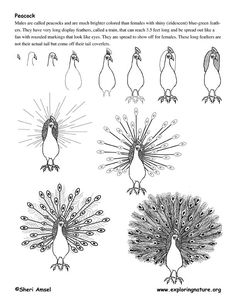 the different types of peacocks are shown in this drawing book, which shows how to draw