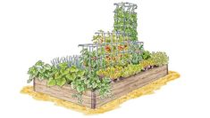 an illustration of a garden plot with tomatoes, lettuce, and other vegetables