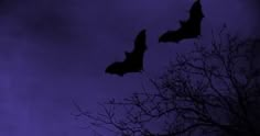 two bats are flying in the night sky