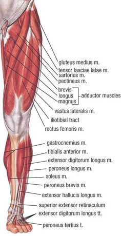 the muscles are labeled in this diagram