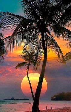 the sun is setting behind two palm trees