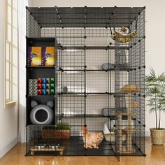 a cat is standing in front of a caged shelf with books and other items