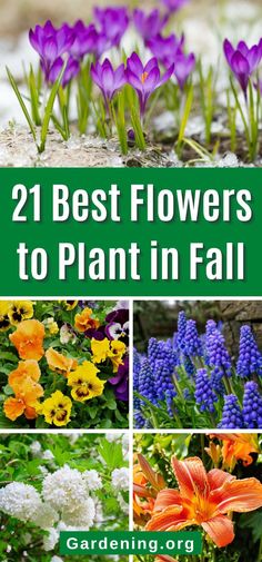 flowers that are blooming in the garden with text overlay reading 21 best flowers to plant in fall