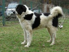 a black and white dog standing in the grass