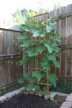 there is a plant growing in the corner of this fenced backyard area with rocks and stones around it