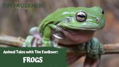 a green frog sitting on top of a tree branch with the words animal tales with tim faulker frogs