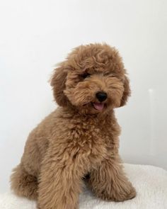 a brown poodle sitting on top of a white blanket with its tongue out and it's eyes closed