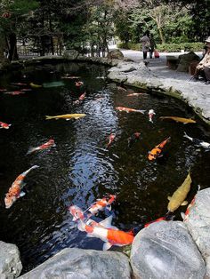 many fish are swimming in the pond