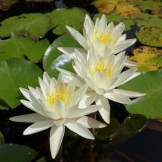 two white water lilies floating on top of green leaves