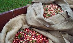 the bag is full of red berries and green beans in it's bottom compartment