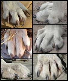 several pictures of different paws and claws