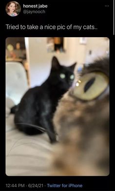 a black cat sitting on top of a bed next to an eye looking at the camera