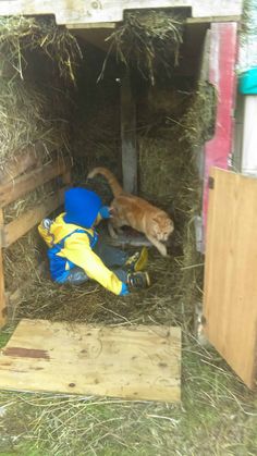 an orange cat laying on top of a pile of hay next to a blue bag