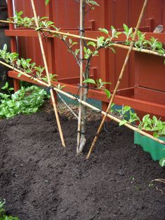 a small tree is growing in the ground next to a red fence and green plants