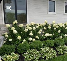 some white flowers and green bushes in front of a house