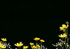 some yellow flowers and white baby's breath on a black background