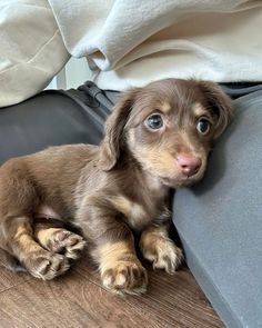 a puppy is laying on the floor with his head resting on a pillow and looking at the camera