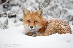 a red fox laying in the snow with it's eyes open and looking at the camera