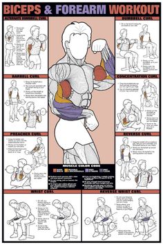 a poster showing how to do the biceps and forearm workout