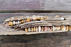 several seashells are arranged together on a piece of driftwood in front of a wooden plank