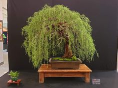 a bonsai tree is displayed in front of a black backdrop and wooden bench with moss growing on it