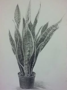 a drawing of a plant in a pot