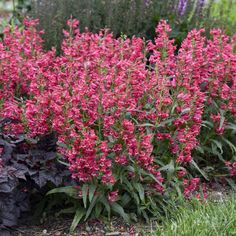 pink flowers are blooming in the garden next to some black leaves and purple plants