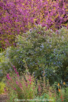 purple and yellow flowers are growing in the garden