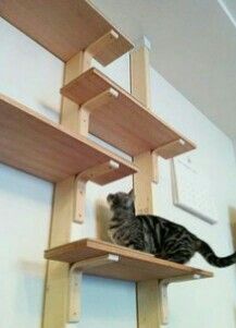 a cat sitting on top of a wooden shelf