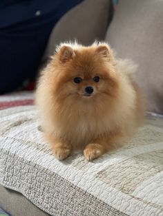 a small brown dog sitting on top of a bed