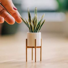 a small plant in a white pot on top of a wooden table next to a woman's hand